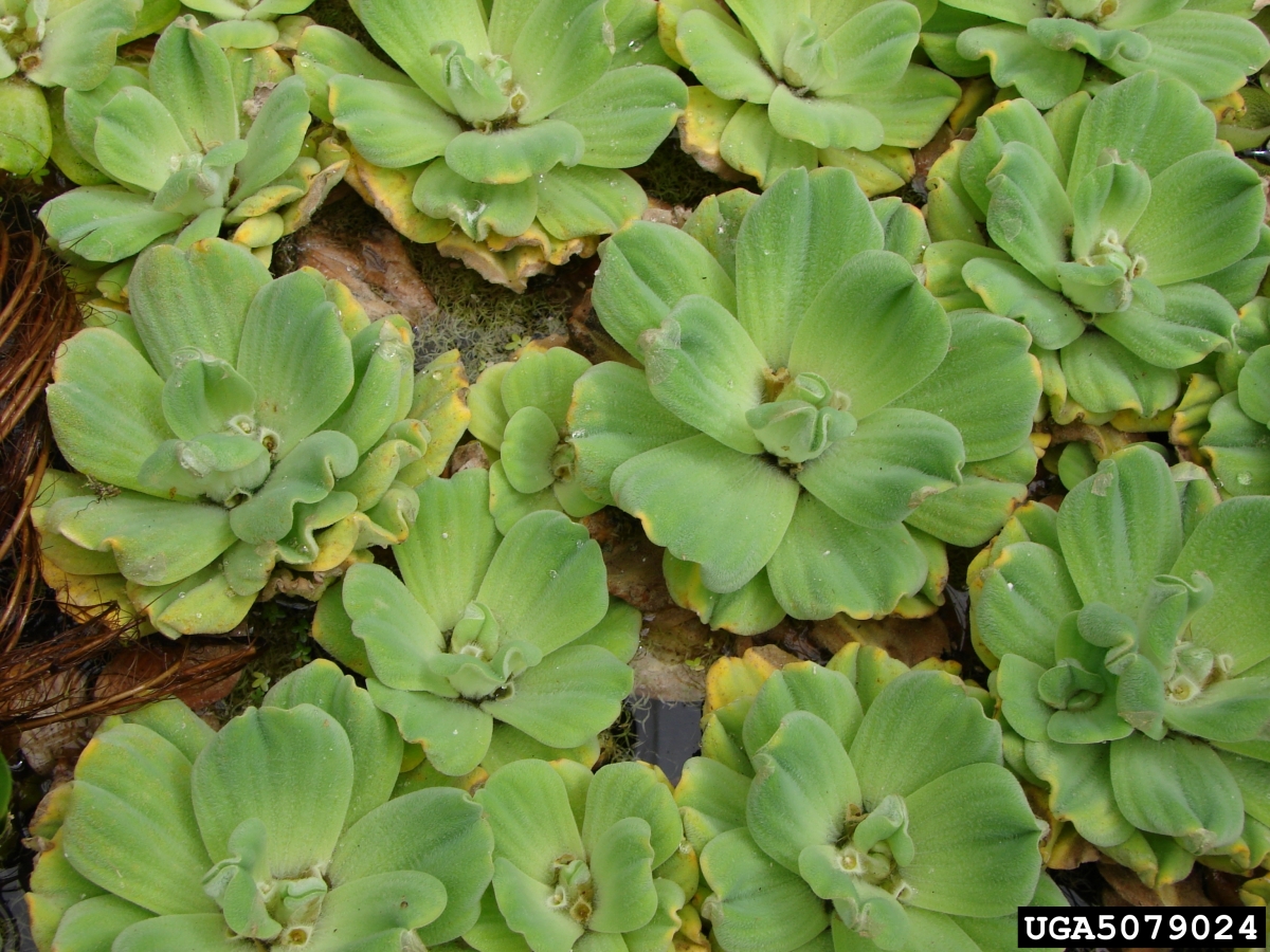 Water Lettuce   Ontario's Invading Species Awareness Program