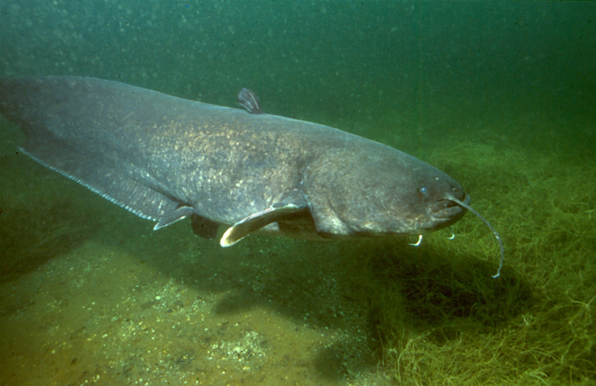 Wels Catfish Ontario S Invading Species Awareness Program