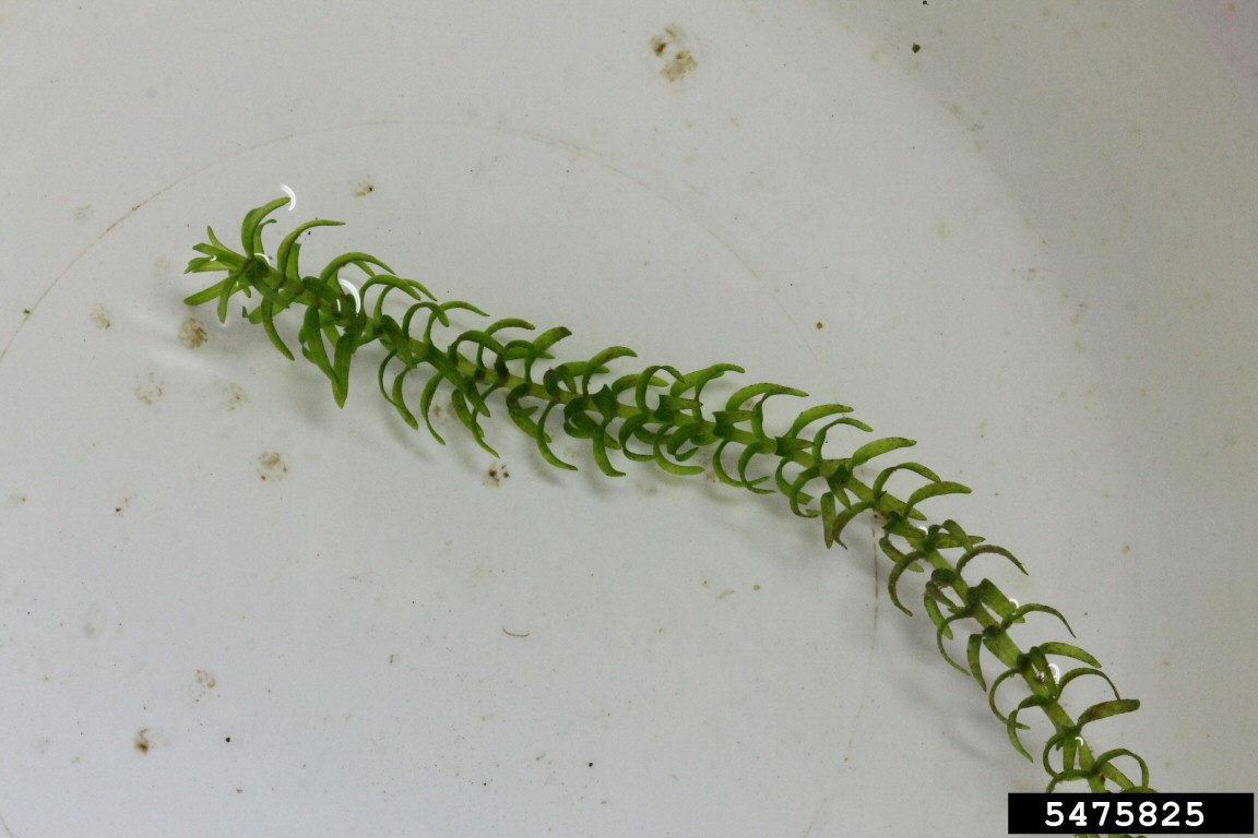 Canada Waterweed-Rob Routledge, Sault College, Bugwood.org