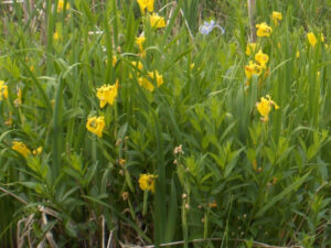 Yellow Iris | Ontario's Invading Species Awareness Program