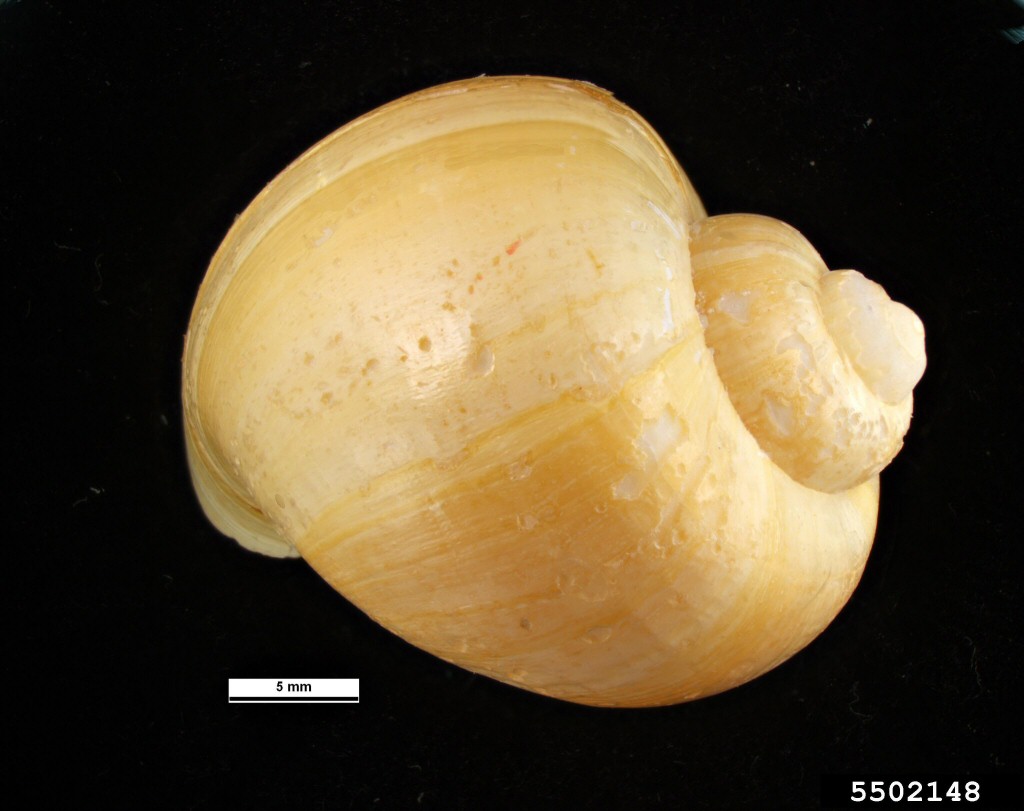 Channeled Apple Snail - Pest and Diseases Image Library, Bugwood.org