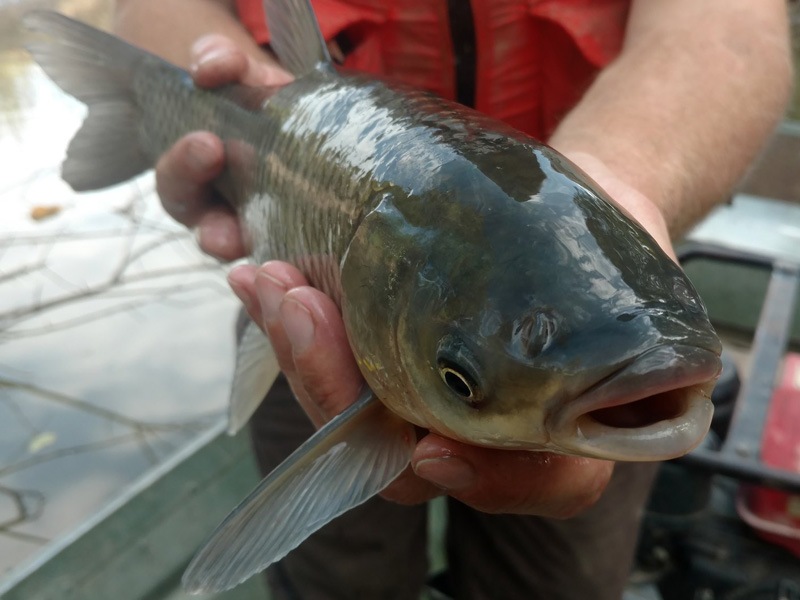 Digital Resource - Invasive Fish  | Ontario's Invading Species Awareness Program