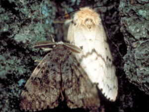 Gypsy Moth | Ontario's Invading Species Awareness Program