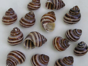 Invasive Snails | Ontario's Invading Species Awareness Program