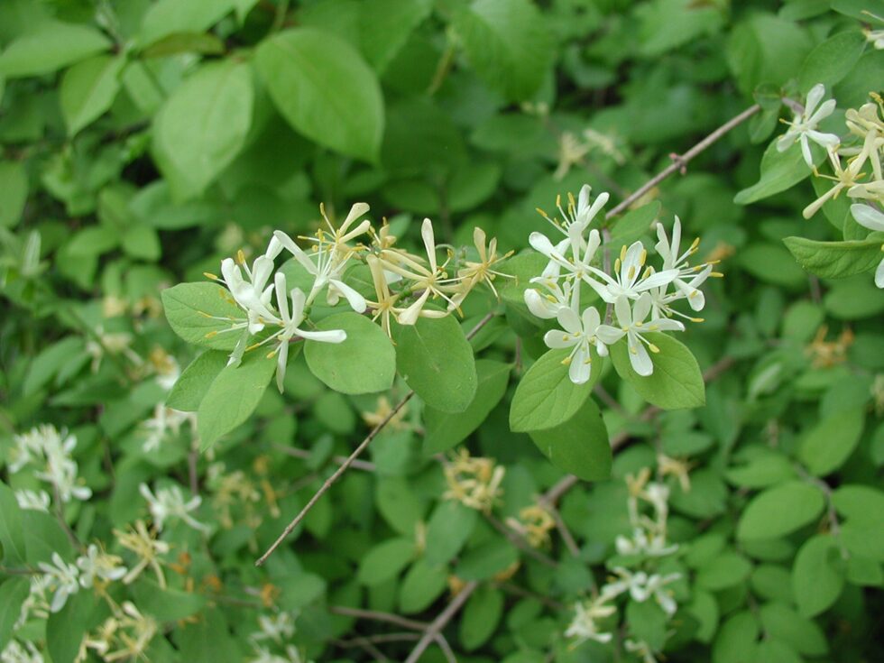 Invasive Honeysuckles Ontario's Invading Species Awareness Program