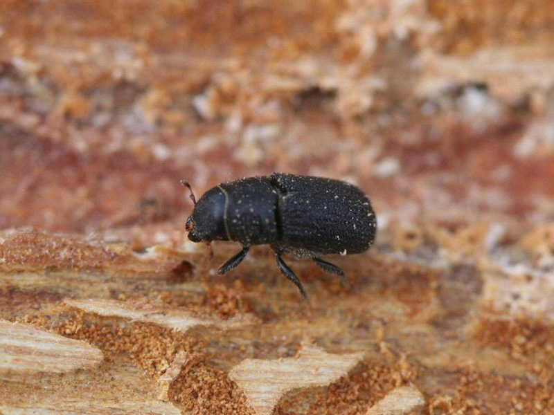 Mountain Pine Beetle | Ontario's Invading Species Awareness Program