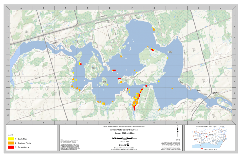 Water Soldier Eradication - Lake Seymour - Summer 2019 | Ontario's Invading Species Awareness Program