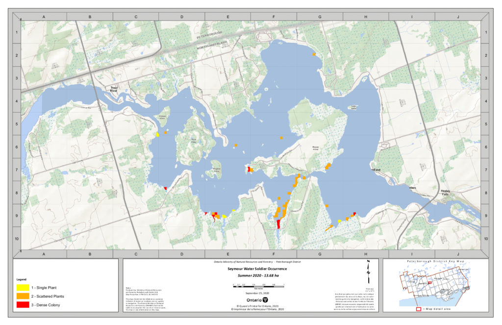 Water Soldier Eradication - Lake Seymour - Summer 2020 | Ontario's Invading Species Awareness Program