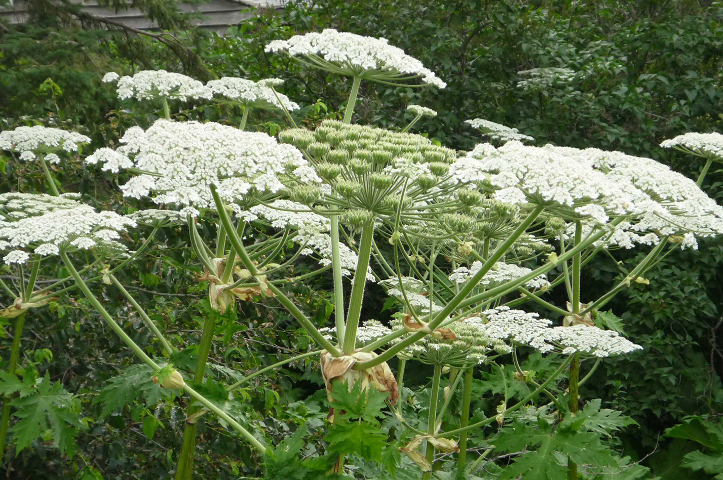 Giant Hogweed - Photo by OFAH