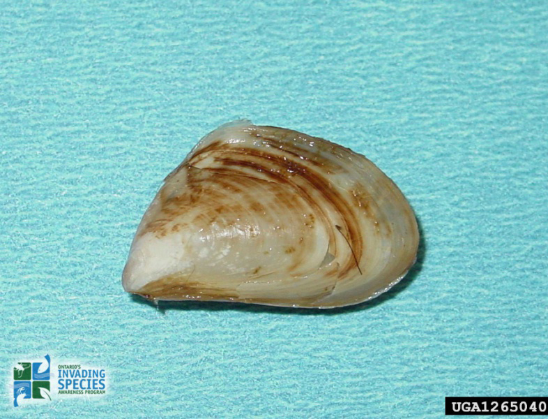 Quagga Mussels (Dreissena bugensis) photo by Amy J. Benson, US Geological Survey, bugwood.org