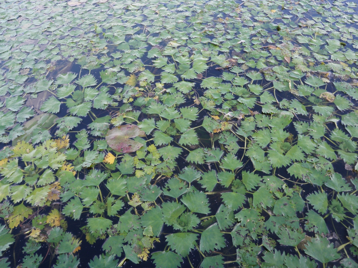 European Water Chestnut Ontario's Invading Species Awareness Program
