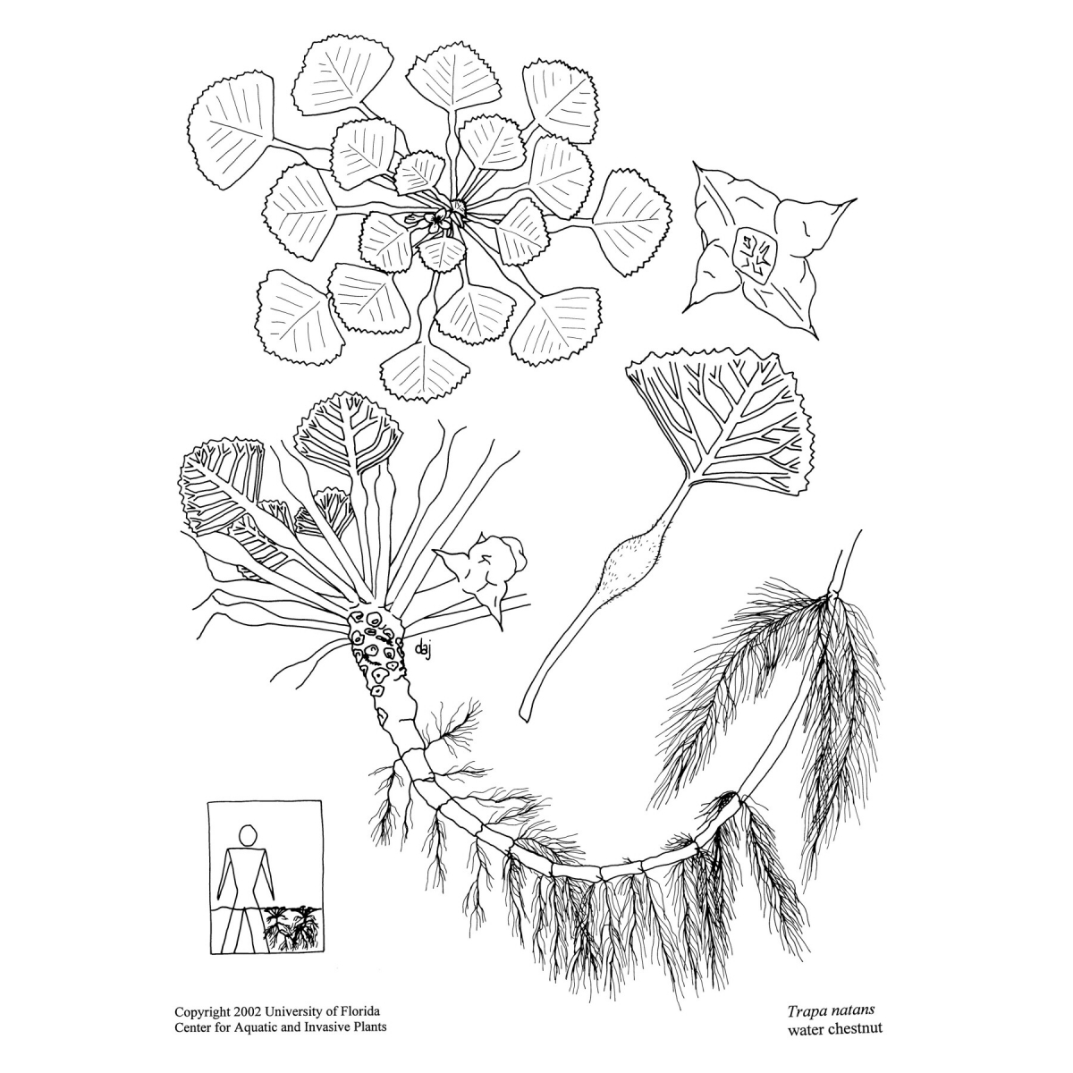 European Water Chestnut Ontario's Invading Species Awareness Program