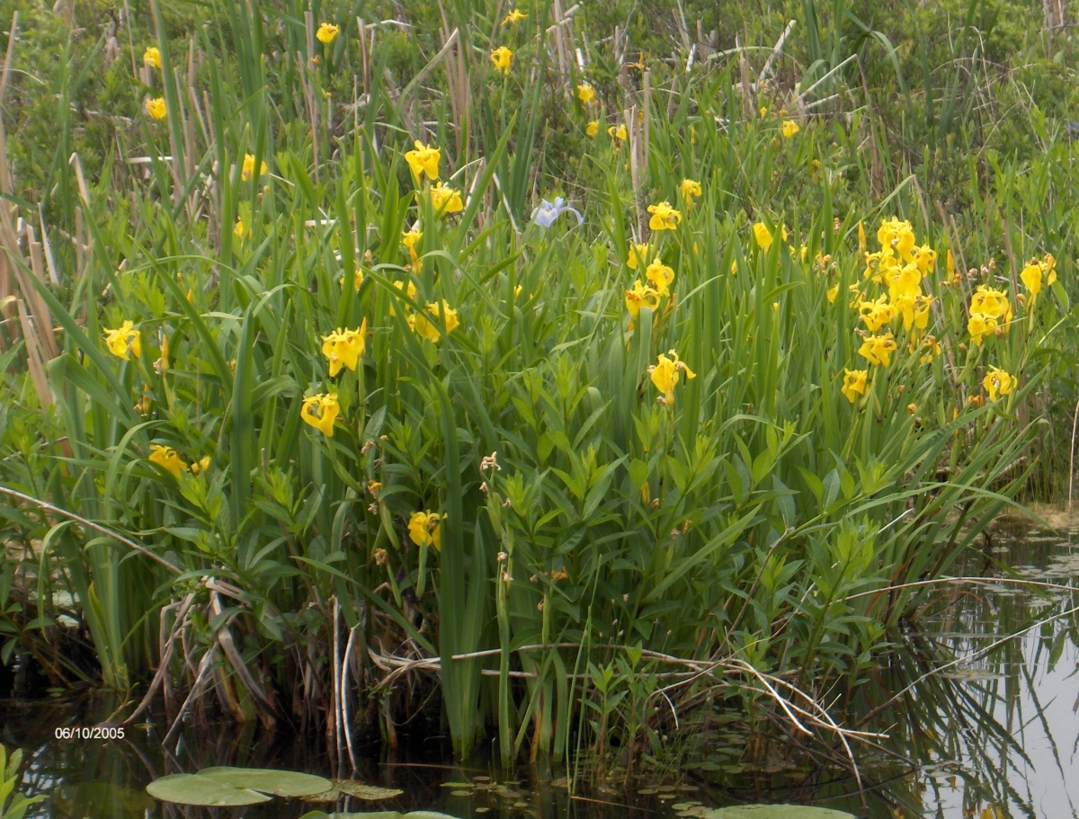 Yellow Iris Ontario's Invading Species Awareness Program