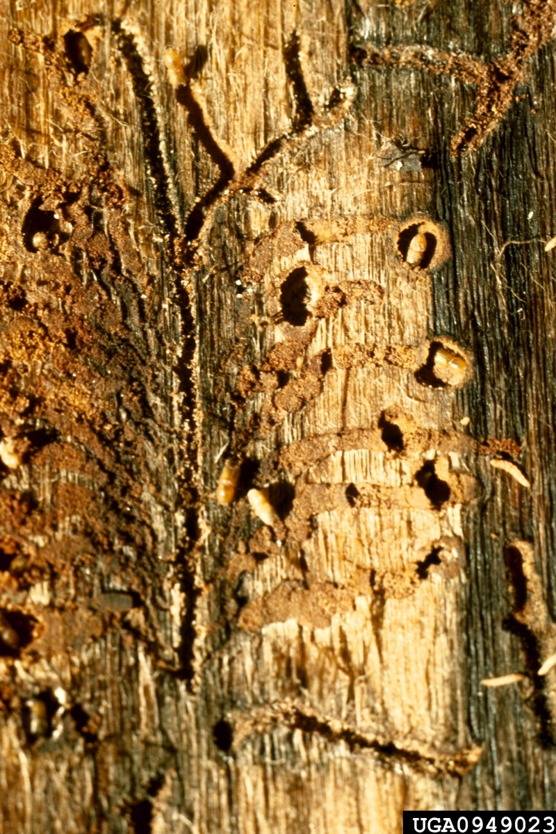 Mountain Pine Beetle Ontario's Invading Species Awareness Program