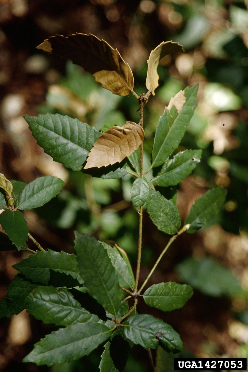 Sudden Oak Death Ontario's Invading Species Awareness Program