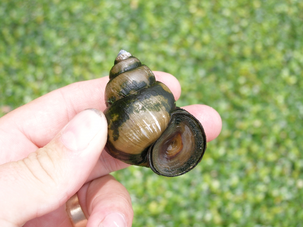 Invasive Snails Ontario's Invading Species Awareness Program