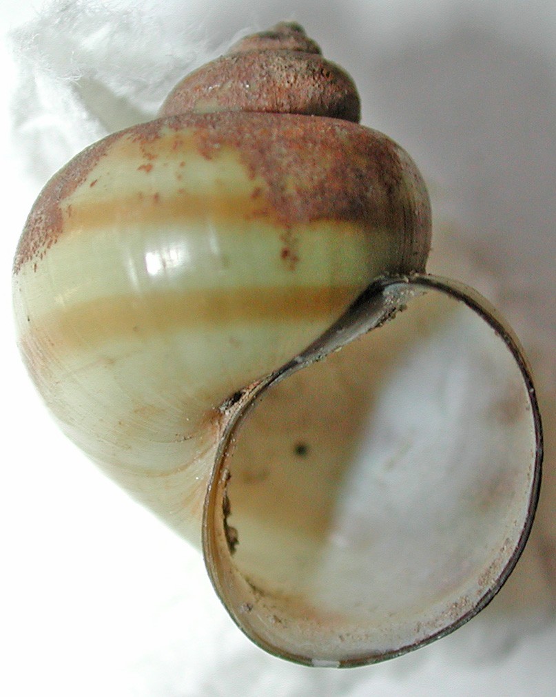 Invasive Snails Ontario's Invading Species Awareness Program