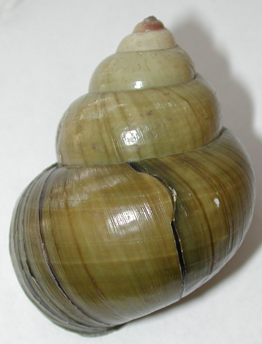 Invasive Snails Ontario's Invading Species Awareness Program