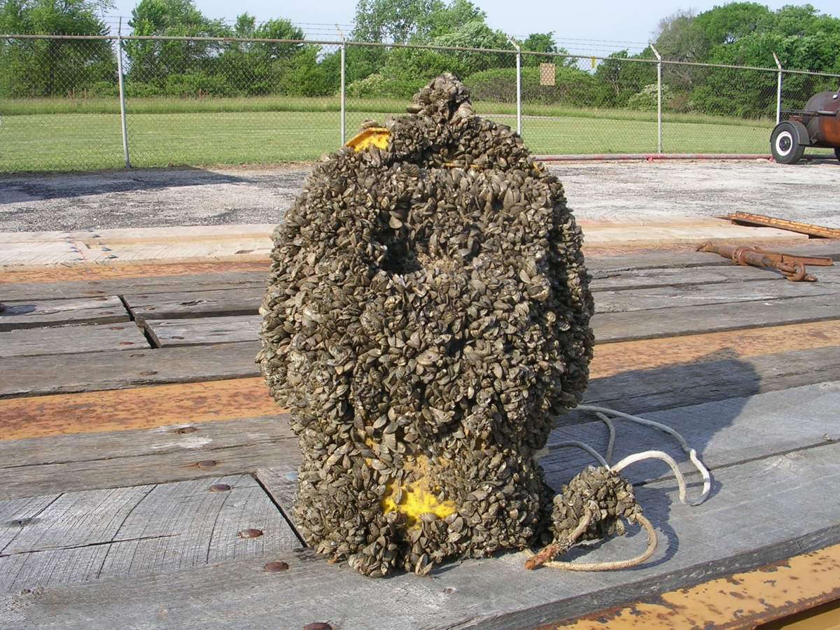 Zebra and Quagga Mussels | Ontario's Invading Species Awareness Program