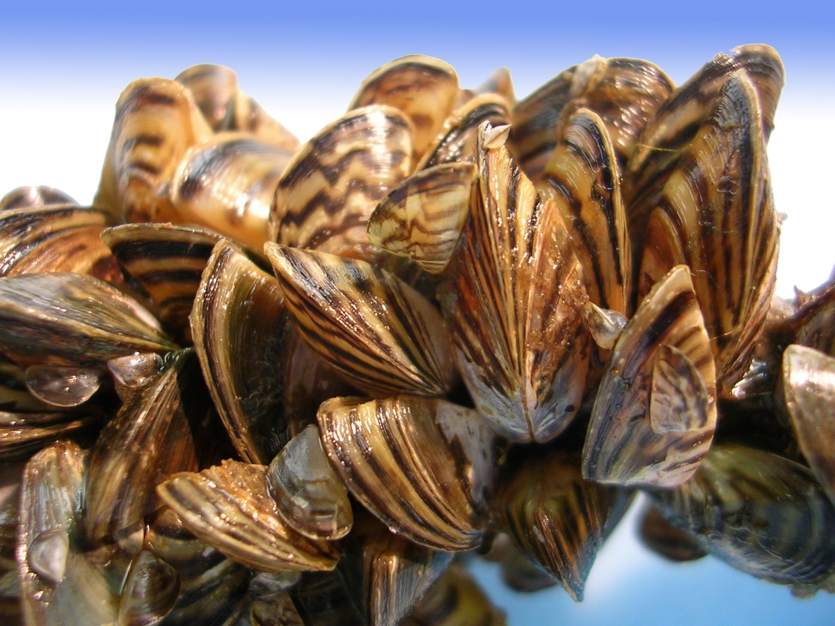 Zebra and Quagga Mussels | Ontario's Invading Species Awareness Program