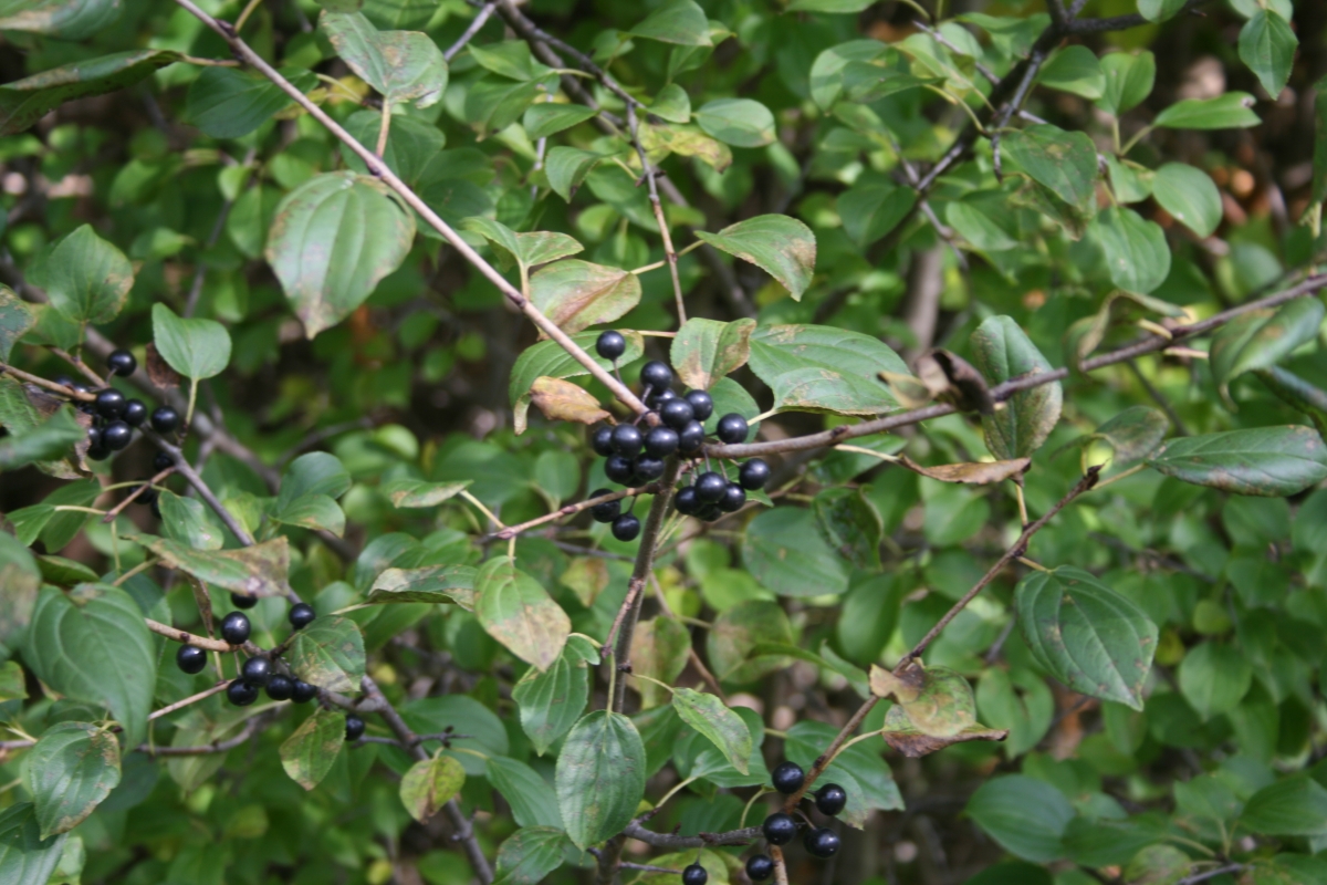 Common Buckthorn Ontario's Invading Species Awareness Program