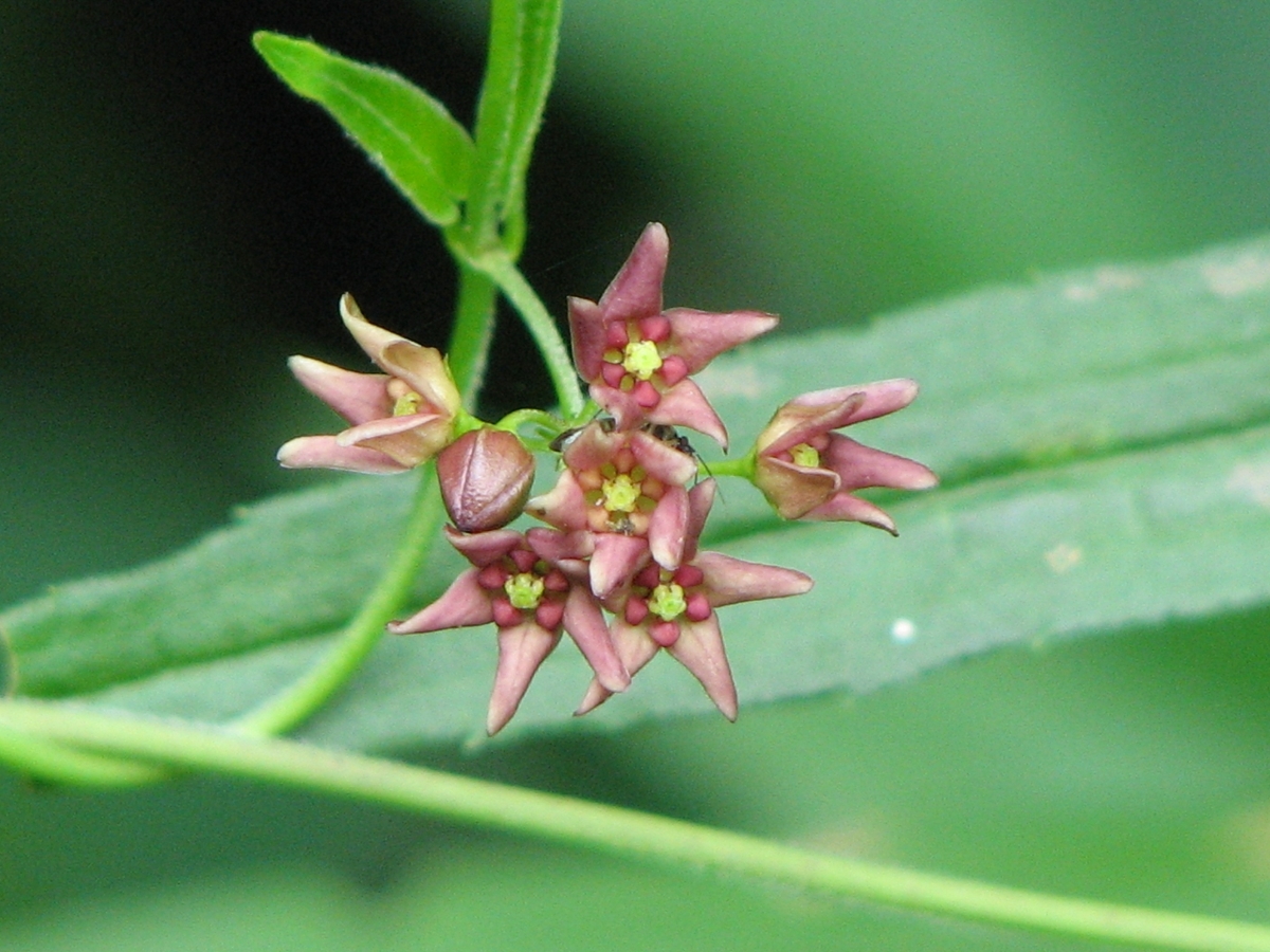 DogStrangling Vine Ontario's Invading Species Awareness Program