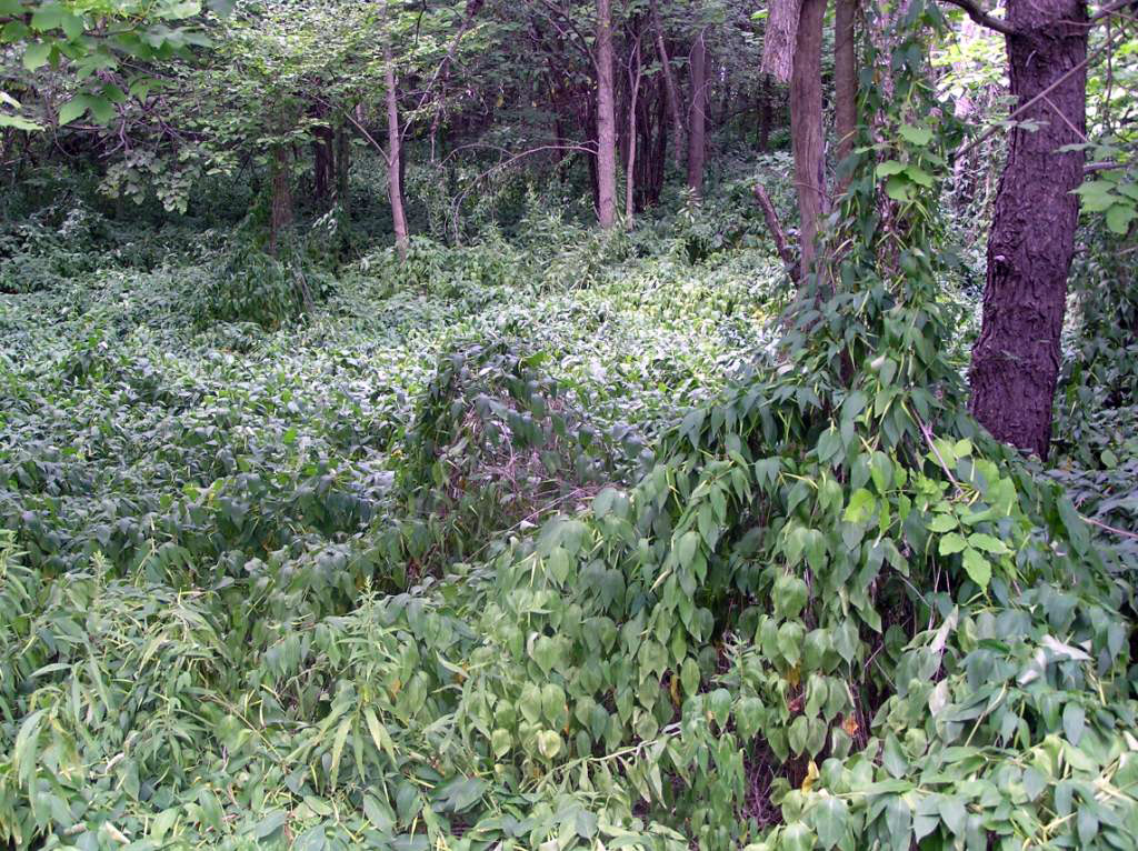 DogStrangling Vine Ontario's Invading Species Awareness Program