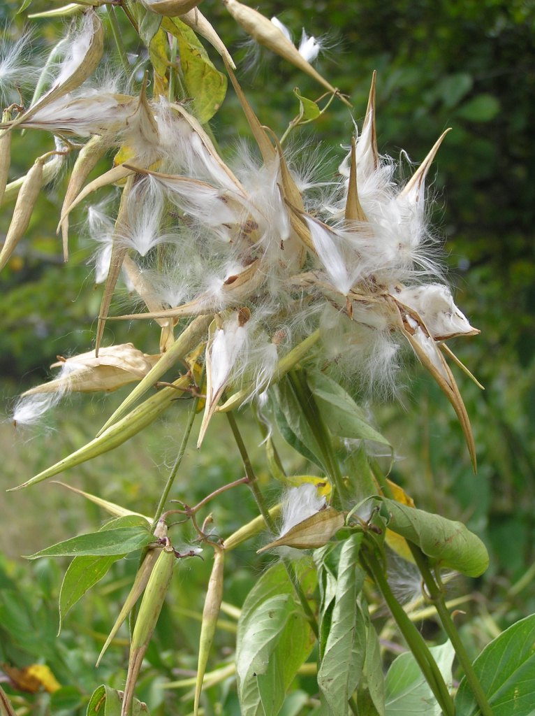 DogStrangling Vine Ontario's Invading Species Awareness Program