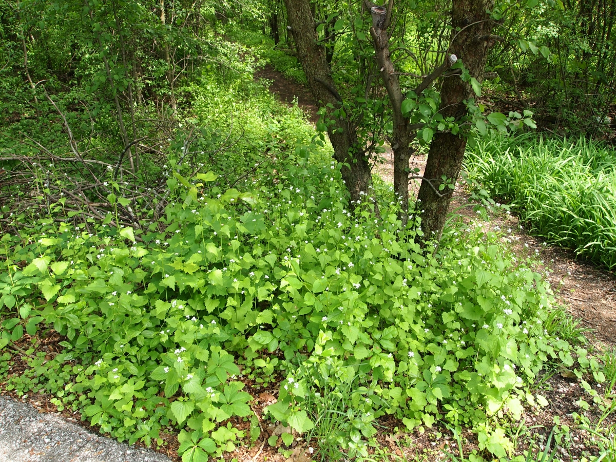 Garlic Mustard Ontario's Invading Species Awareness Program