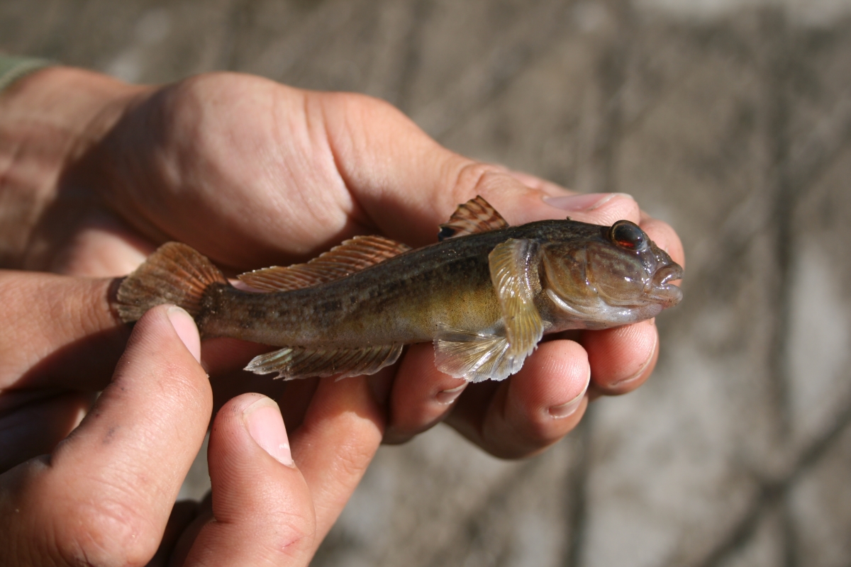 Goby fish new arrivals