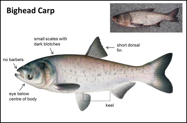 Bighead Carp - Asian Carps | Ontario's Invading Species Awareness Program