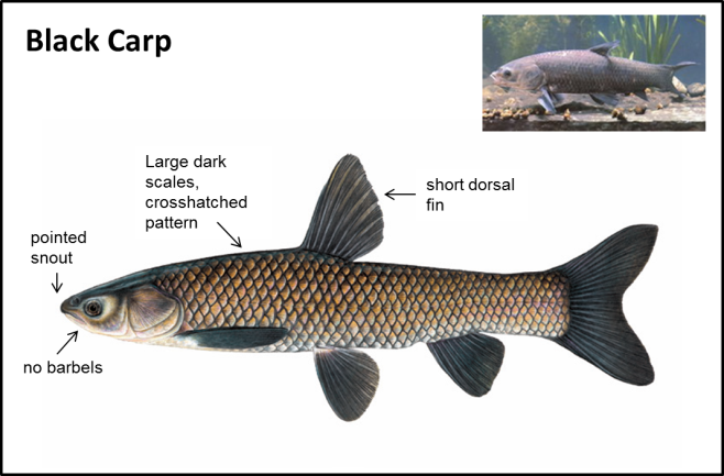 Black Carp - Asian Carps | Ontario's Invading Species Awareness Program