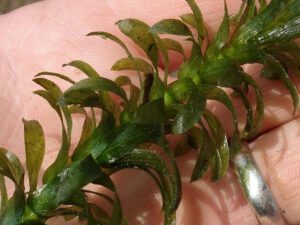 Brazilian Elodea | Ontario's Invading Species Awareness Program