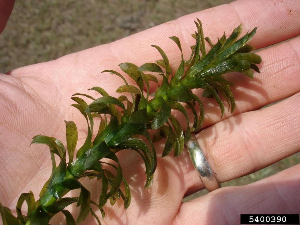 Brazillian Waterweed-Graves Lovell, Alabama Department of Conservation and Natural Resources, Bugwood.org"