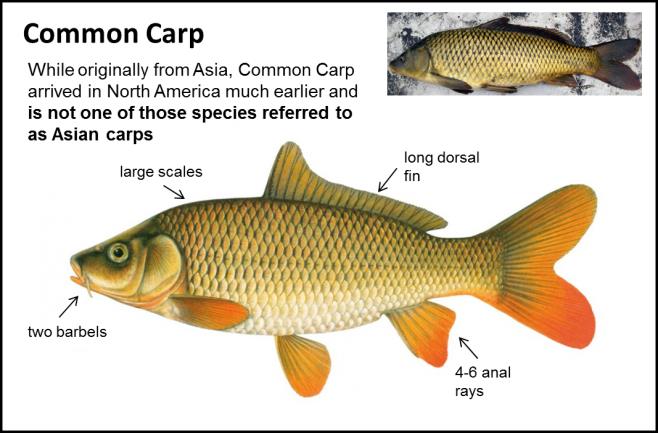 Common Carp - Asian Carps | Ontario's Invading Species Awareness Program