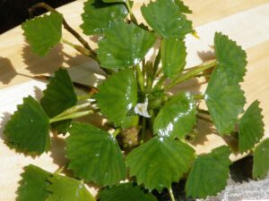 European Water Chestnut | Ontario's Invading Species Awareness Program