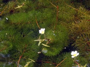 Fanwort | Ontario's Invading Species Awareness Program