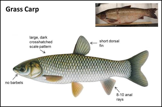 Grass Carp - Asian Carps | Ontario's Invading Species Awareness Program