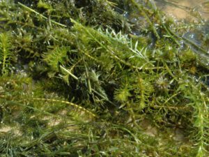 Hydrilla | Ontario's Invading Species Awareness Program