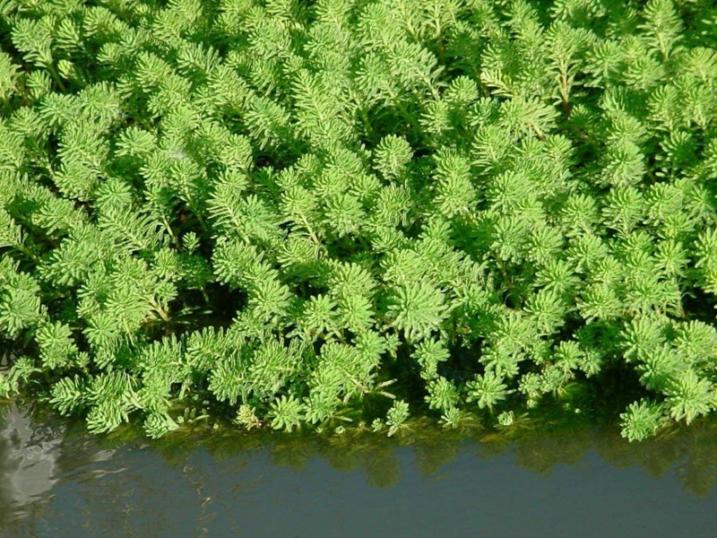 Myriophylle brésilien