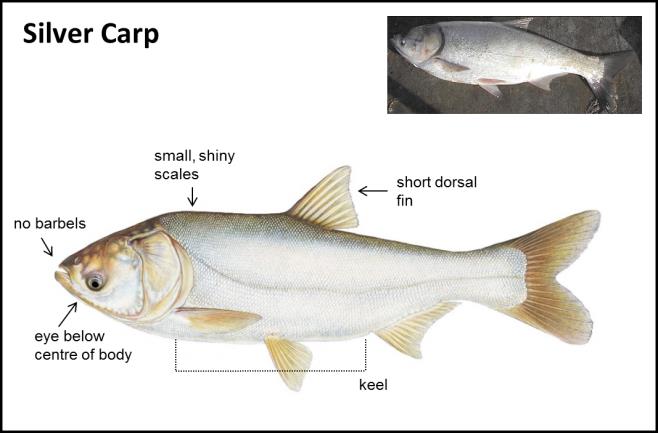 Silver Carp - Asian Carps | Ontario's Invading Species Awareness Program