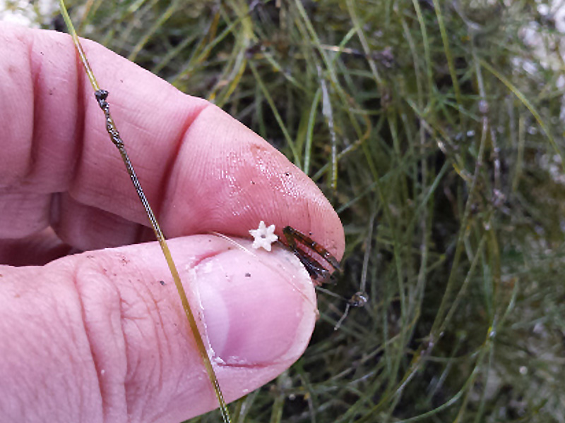 Starry Stonewort