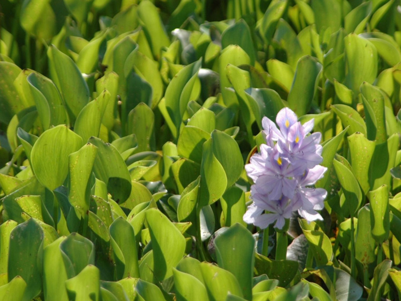 Water Hyacinth | Ontario's Invading Species Awareness Program