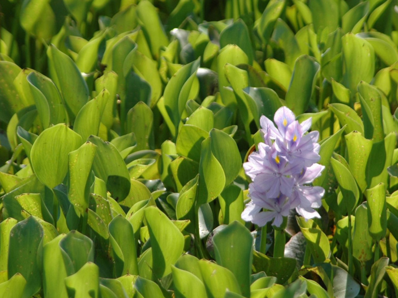 Water Hyacinth