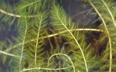 Eurasian Water-Milfoil | Ontario's Invading Species Awareness Program