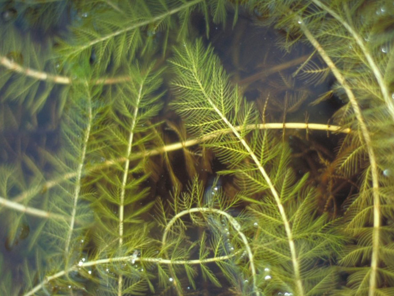 Eurasian Water-Milfoil