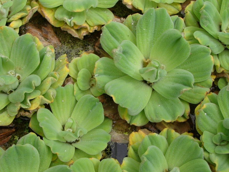 Water Lettuce