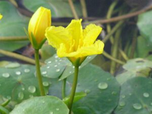 Yellow Floating Heart | Ontario's Invading Species Awareness Program