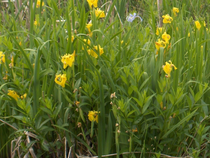 Yellow Iris