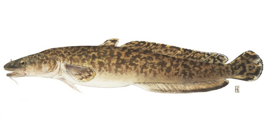 Northern Snakehead  Ontario's Invading Species Awareness Program